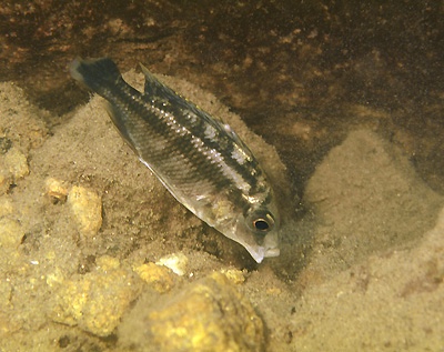 Protomelas sp. 'steveni black belly' Nkhata Bay